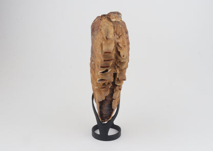 Natural woolly mammoth tooth