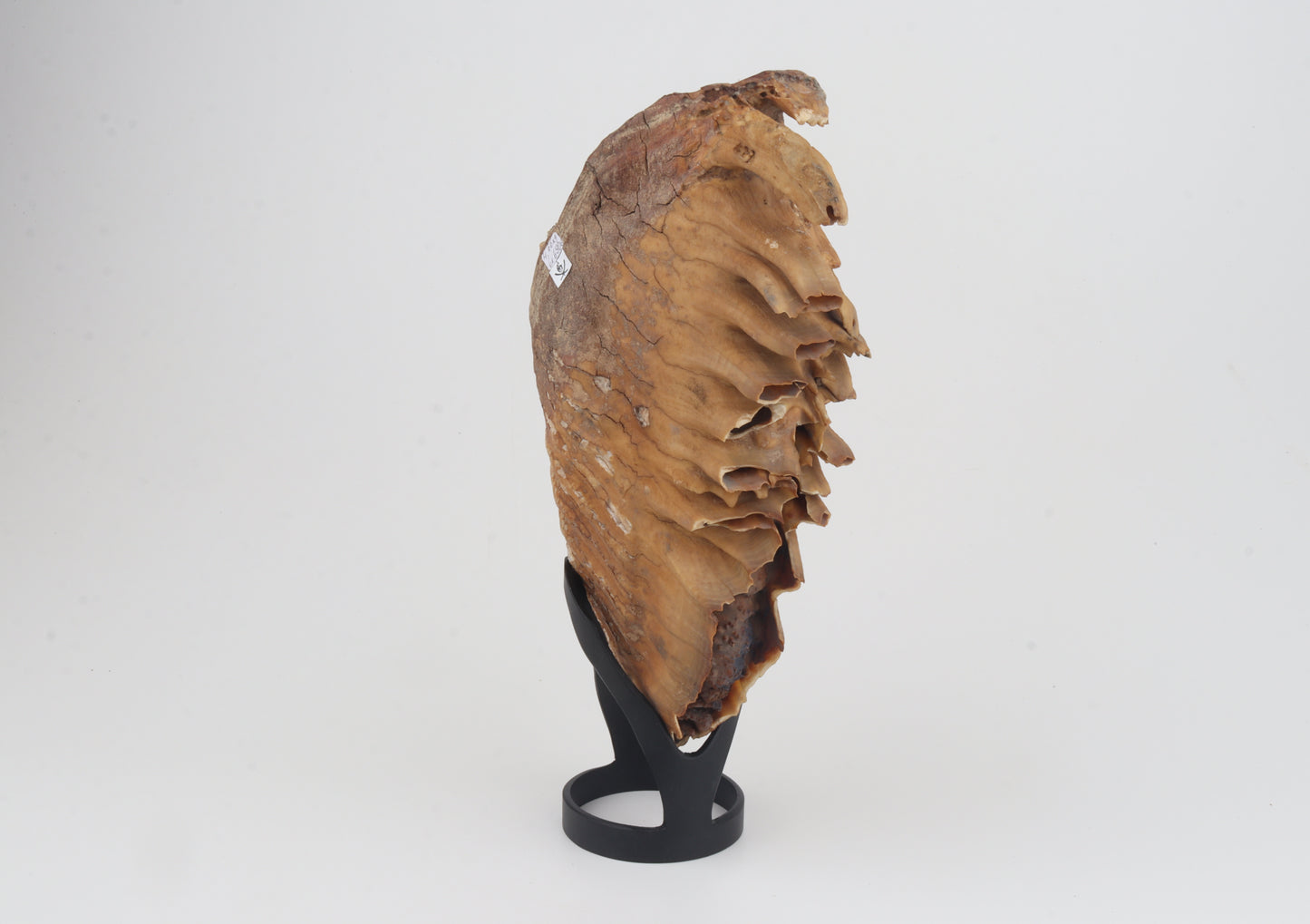 Natural woolly mammoth tooth