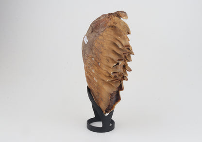 Natural woolly mammoth tooth