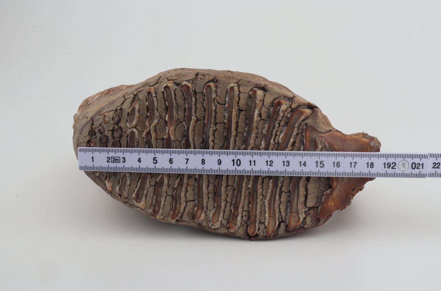 Natural woolly mammoth tooth