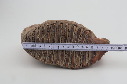 Natural woolly mammoth tooth