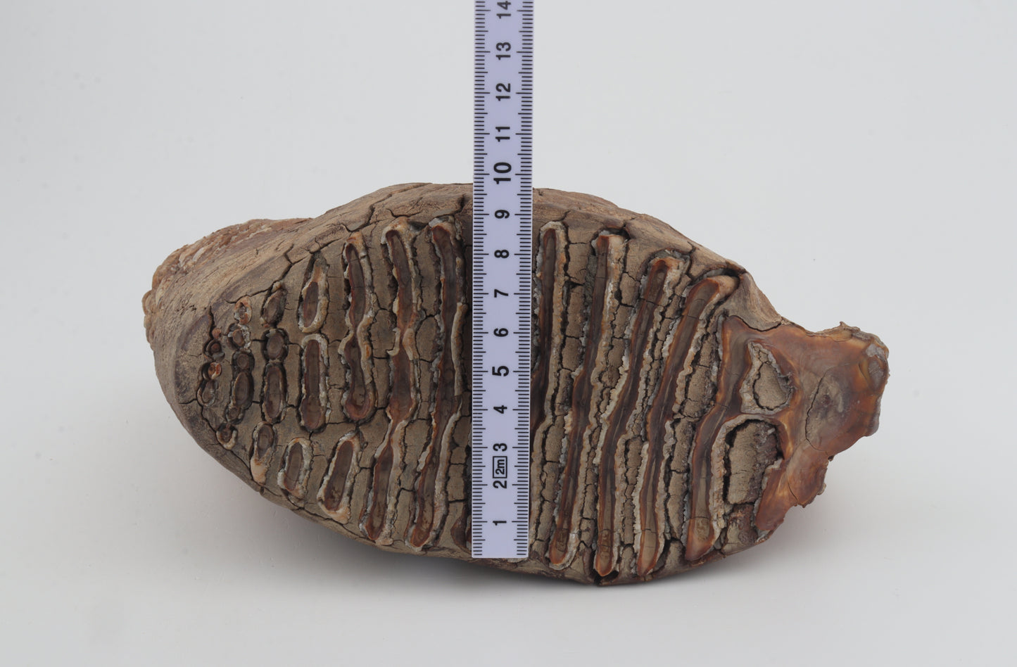 Natural woolly mammoth tooth