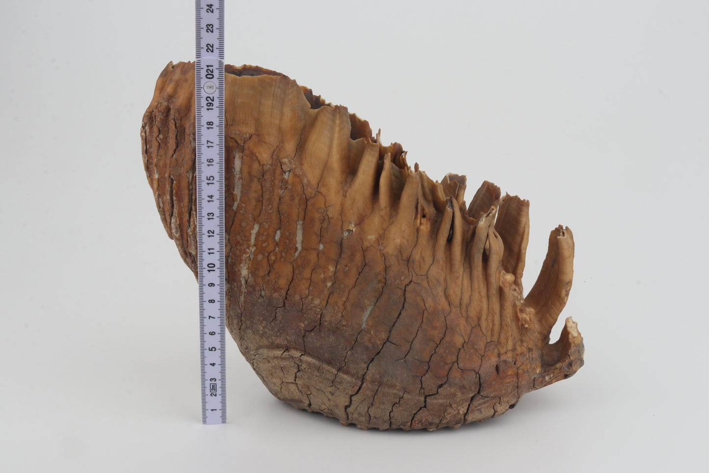 Natural woolly mammoth tooth
