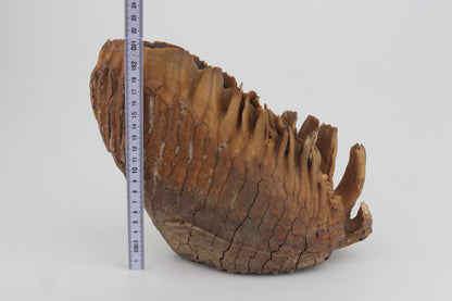 Natural woolly mammoth tooth