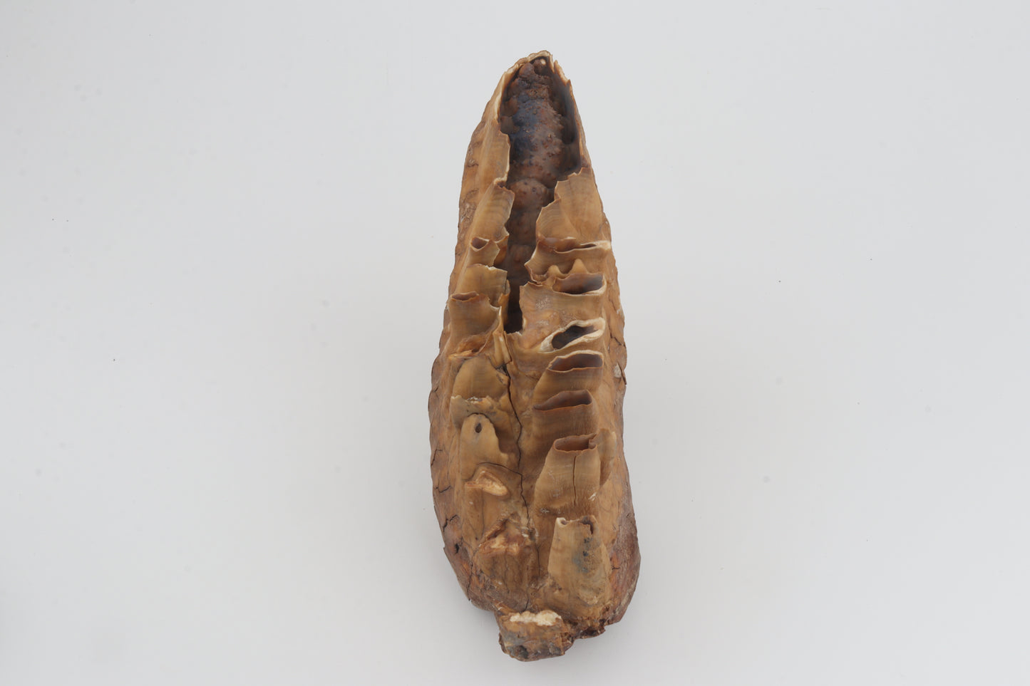 Natural woolly mammoth tooth