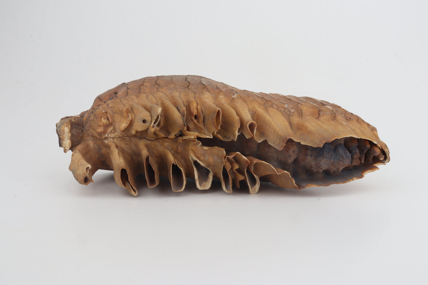 Natural woolly mammoth tooth