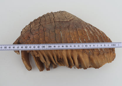 Natural woolly mammoth tooth