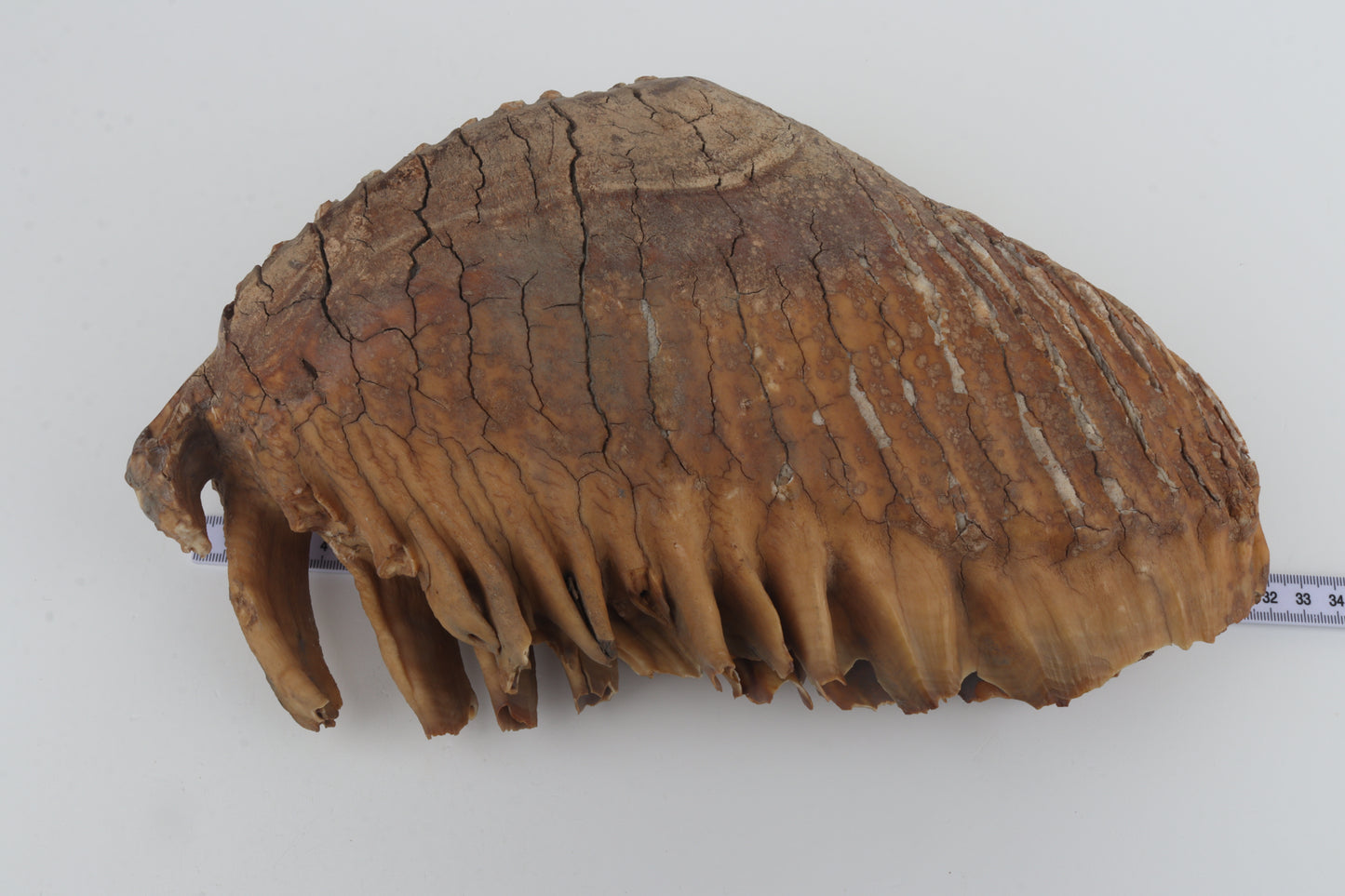 Natural woolly mammoth tooth