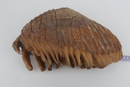 Natural woolly mammoth tooth