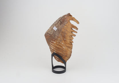 Natural woolly mammoth tooth