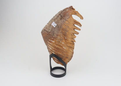 Natural woolly mammoth tooth