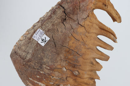 Natural woolly mammoth tooth