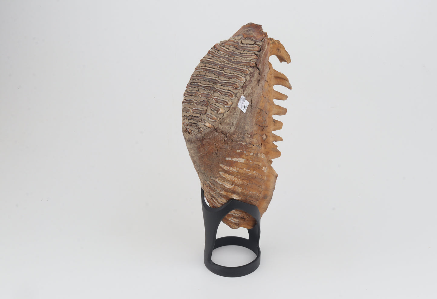 Natural woolly mammoth tooth