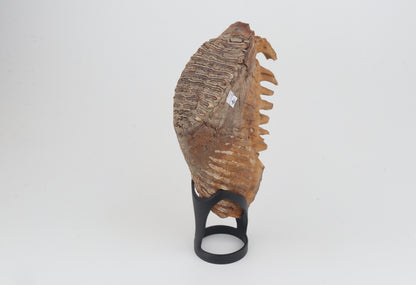 Natural woolly mammoth tooth