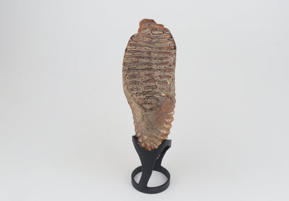 Natural woolly mammoth tooth