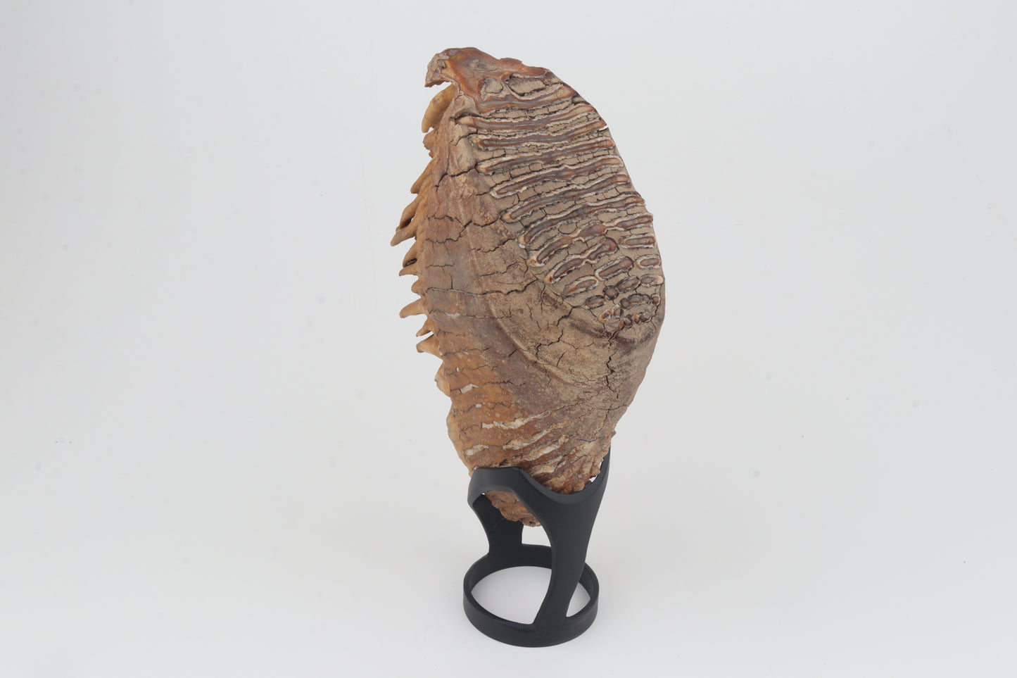 Natural woolly mammoth tooth