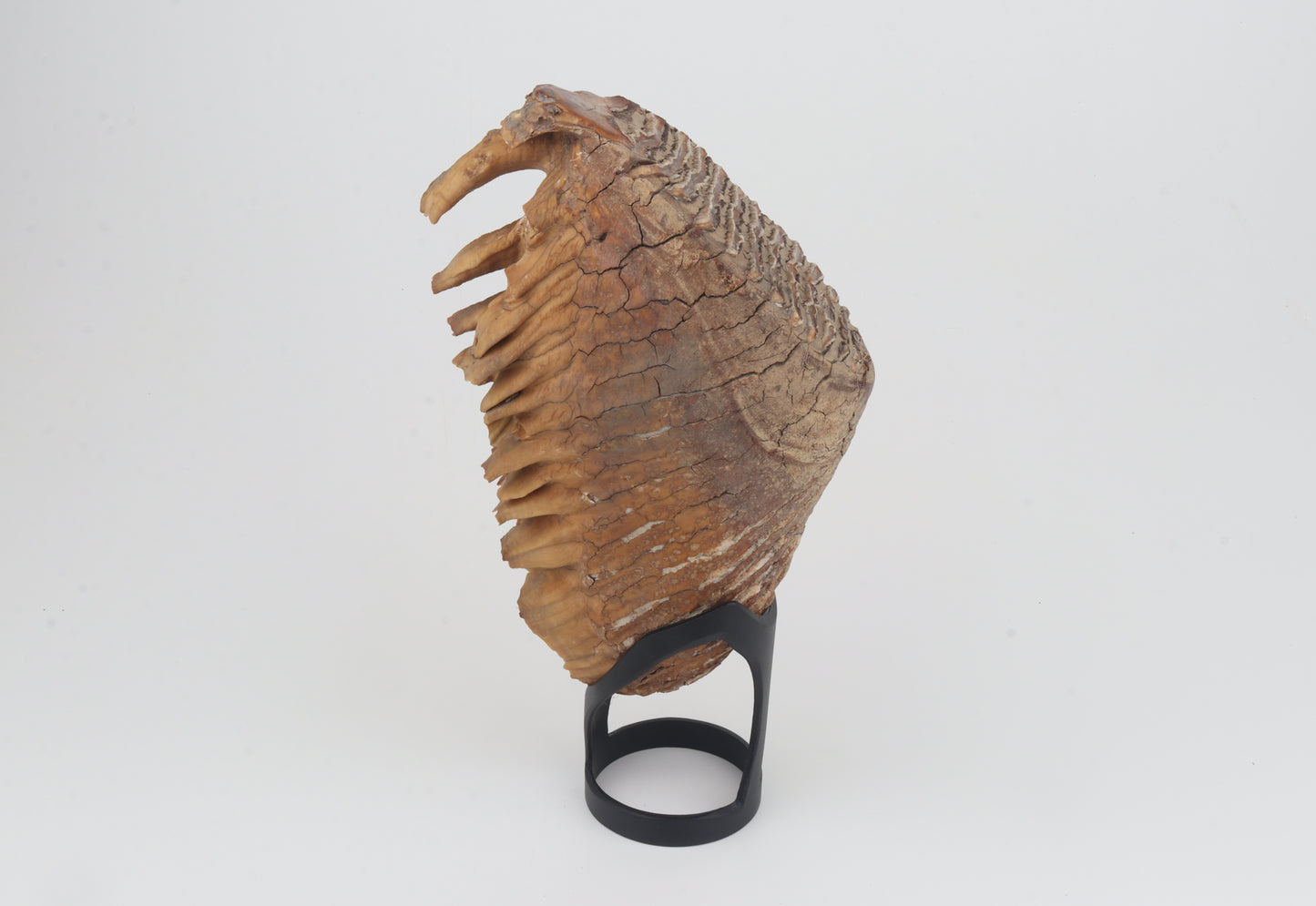 Natural woolly mammoth tooth