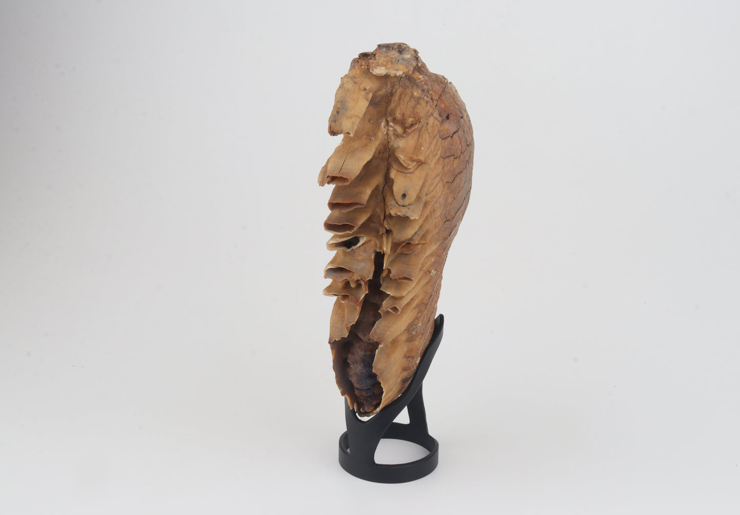 Natural woolly mammoth tooth