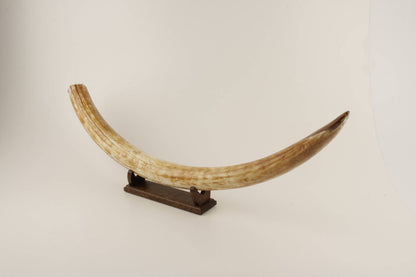 Natural woolly mammoth tusk 