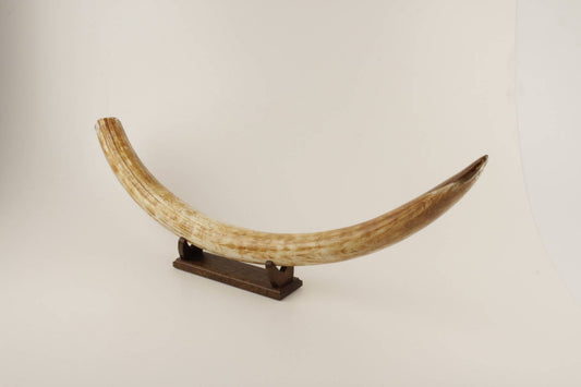 Natural woolly mammoth tusk 