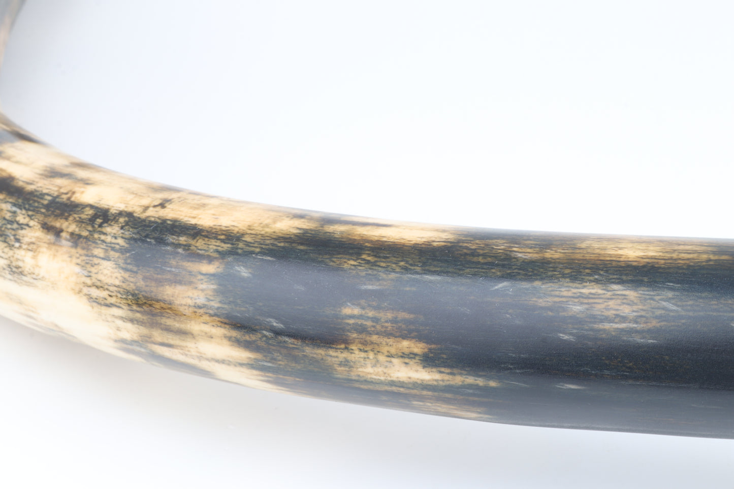 Restored woolly mammoth tusk