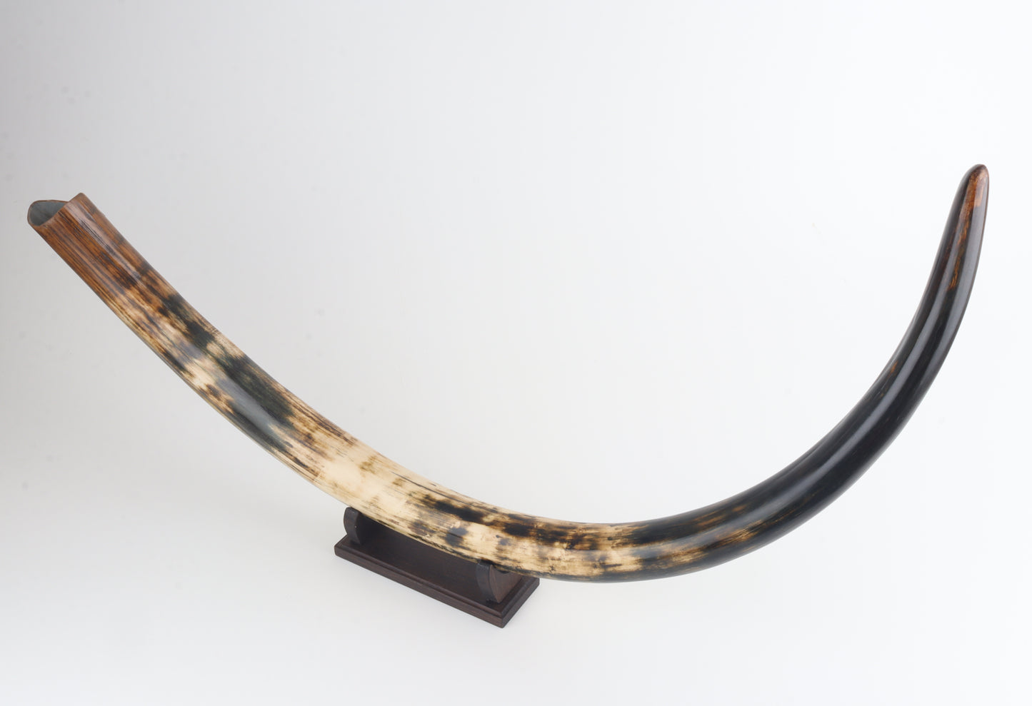 Restored woolly mammoth tusk