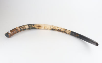 Restored woolly mammoth tusk