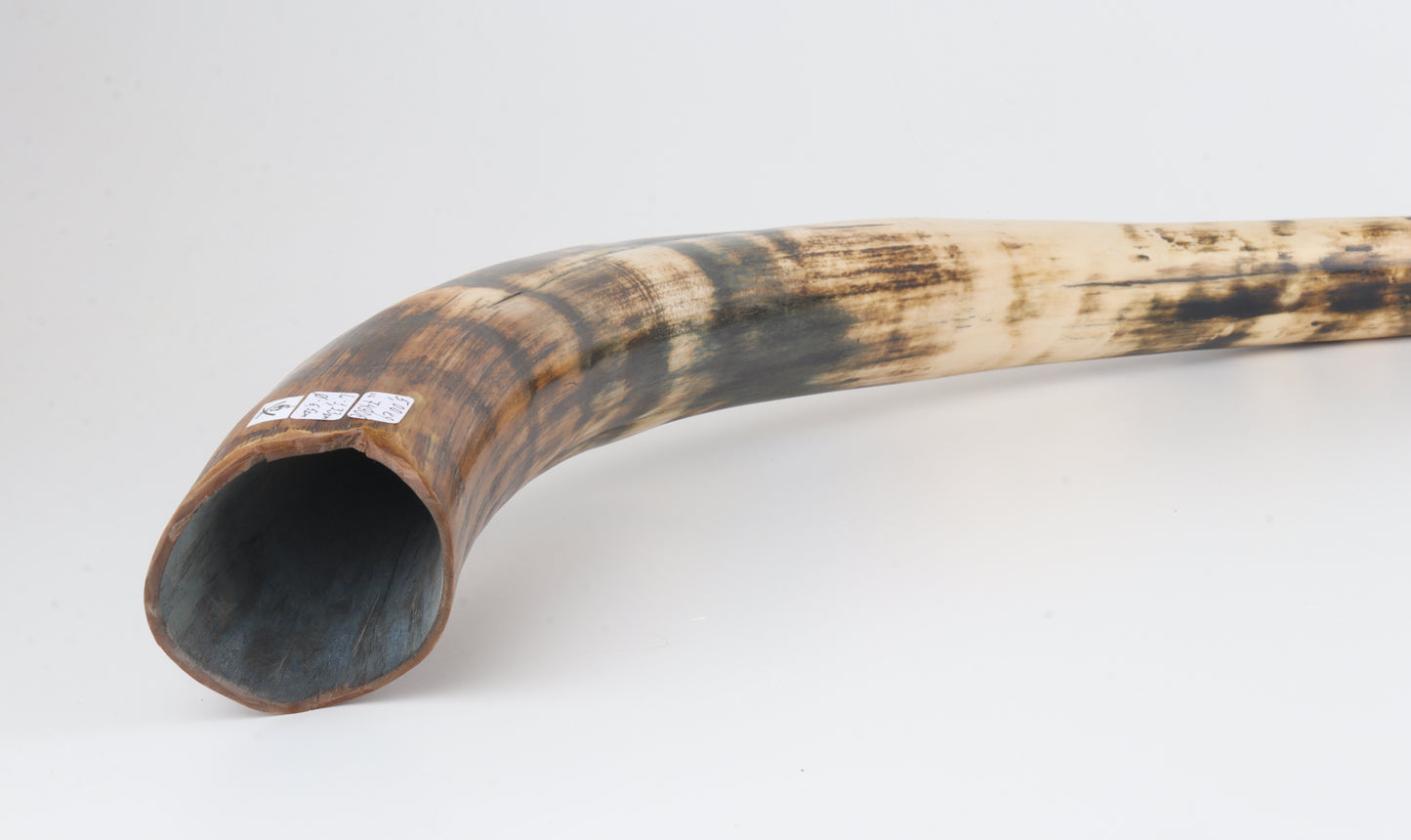 Restored woolly mammoth tusk