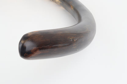 Restored woolly mammoth tusk