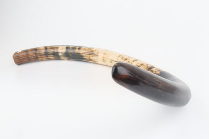 Restored woolly mammoth tusk