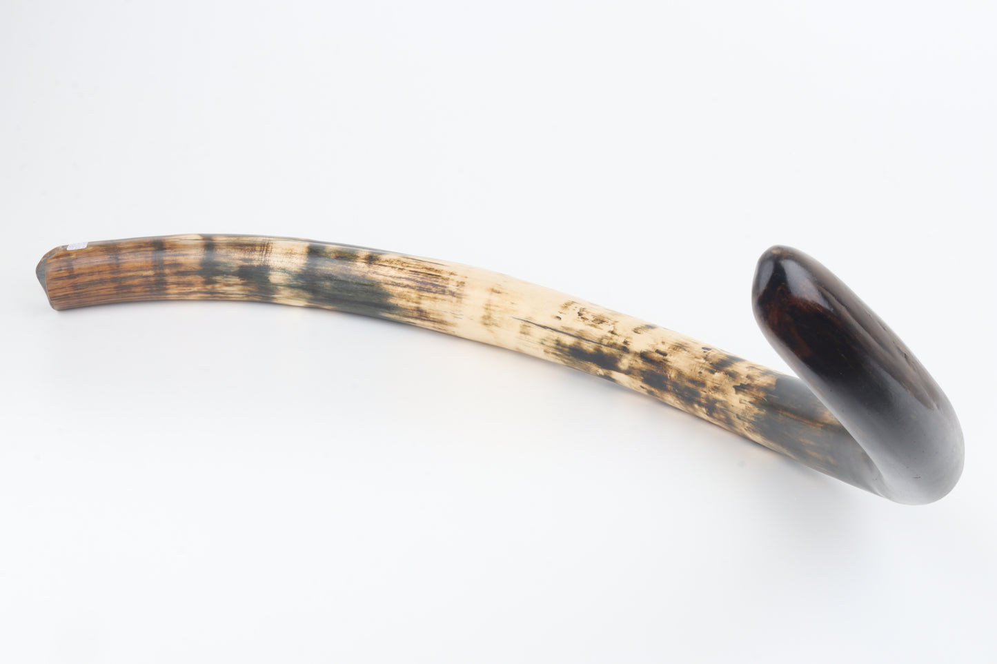 Restored woolly mammoth tusk