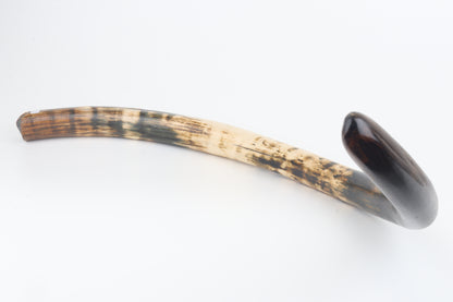 Restored woolly mammoth tusk