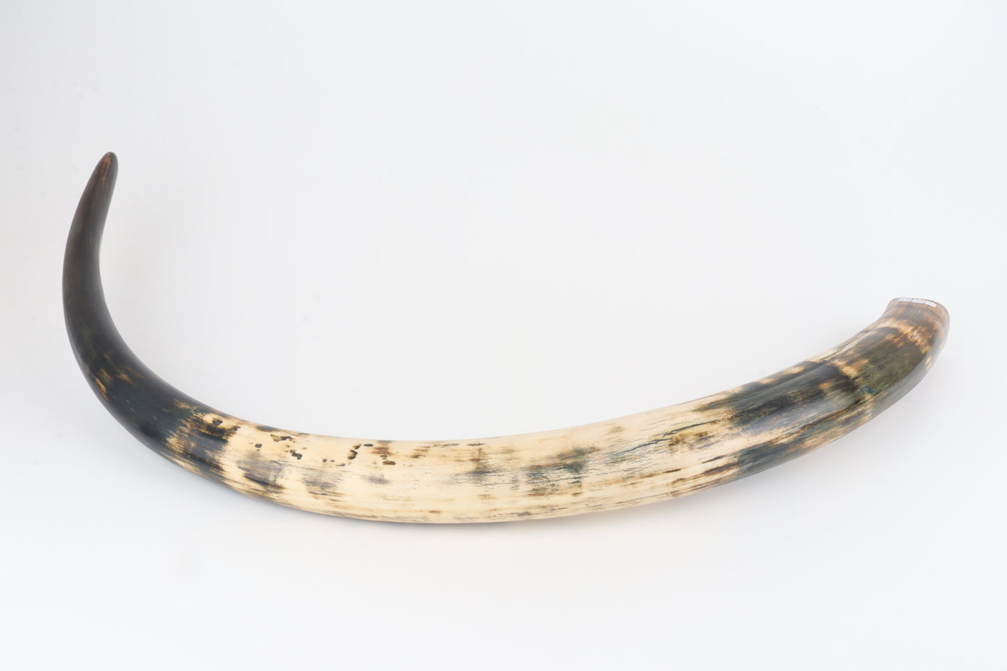 Restored woolly mammoth tusk