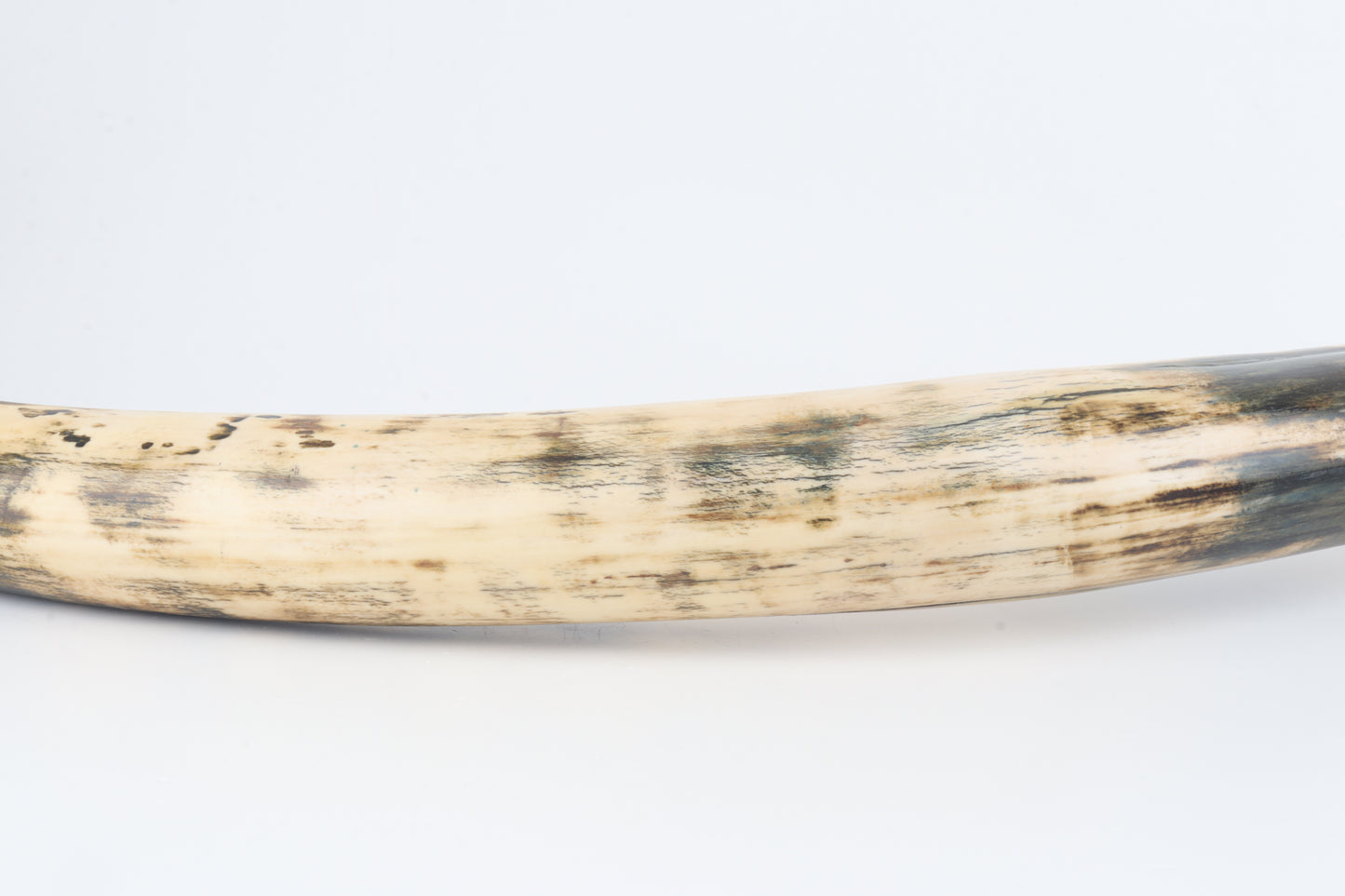Restored woolly mammoth tusk