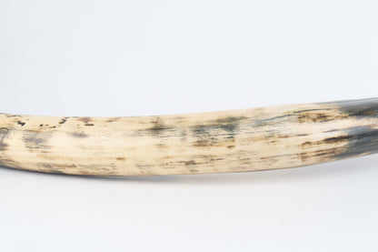 Restored woolly mammoth tusk