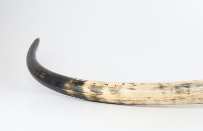 Restored woolly mammoth tusk