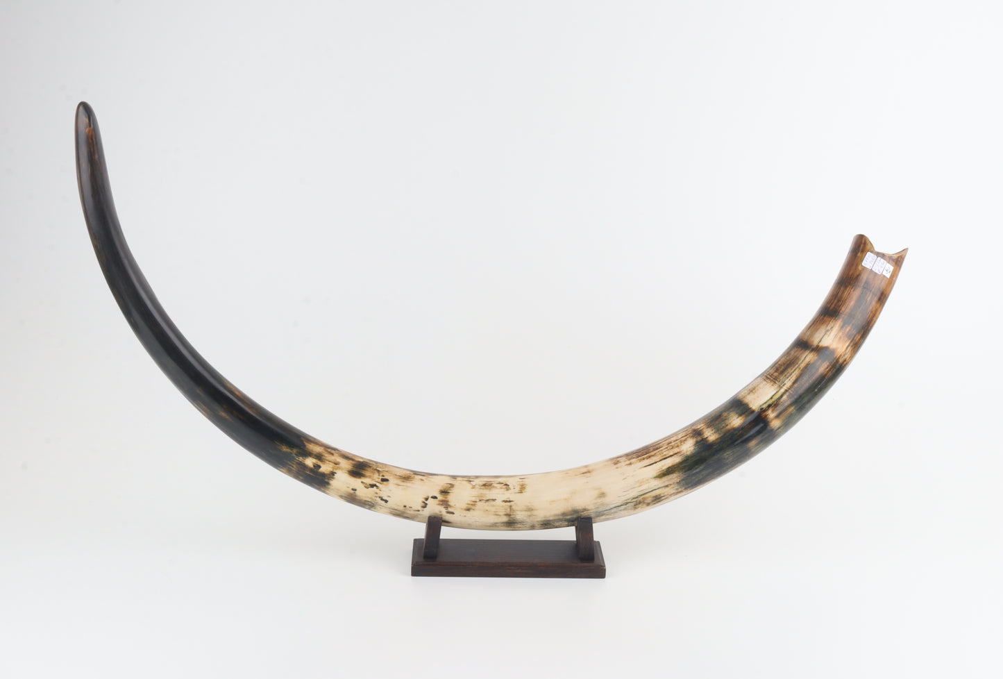 Restored woolly mammoth tusk