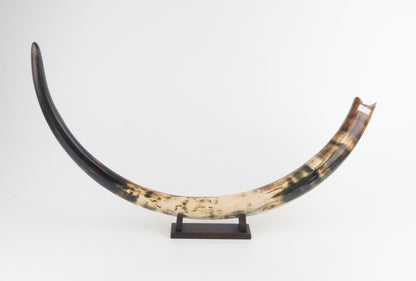 Restored woolly mammoth tusk
