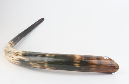 Restored woolly mammoth tusk