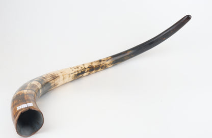 Restored woolly mammoth tusk