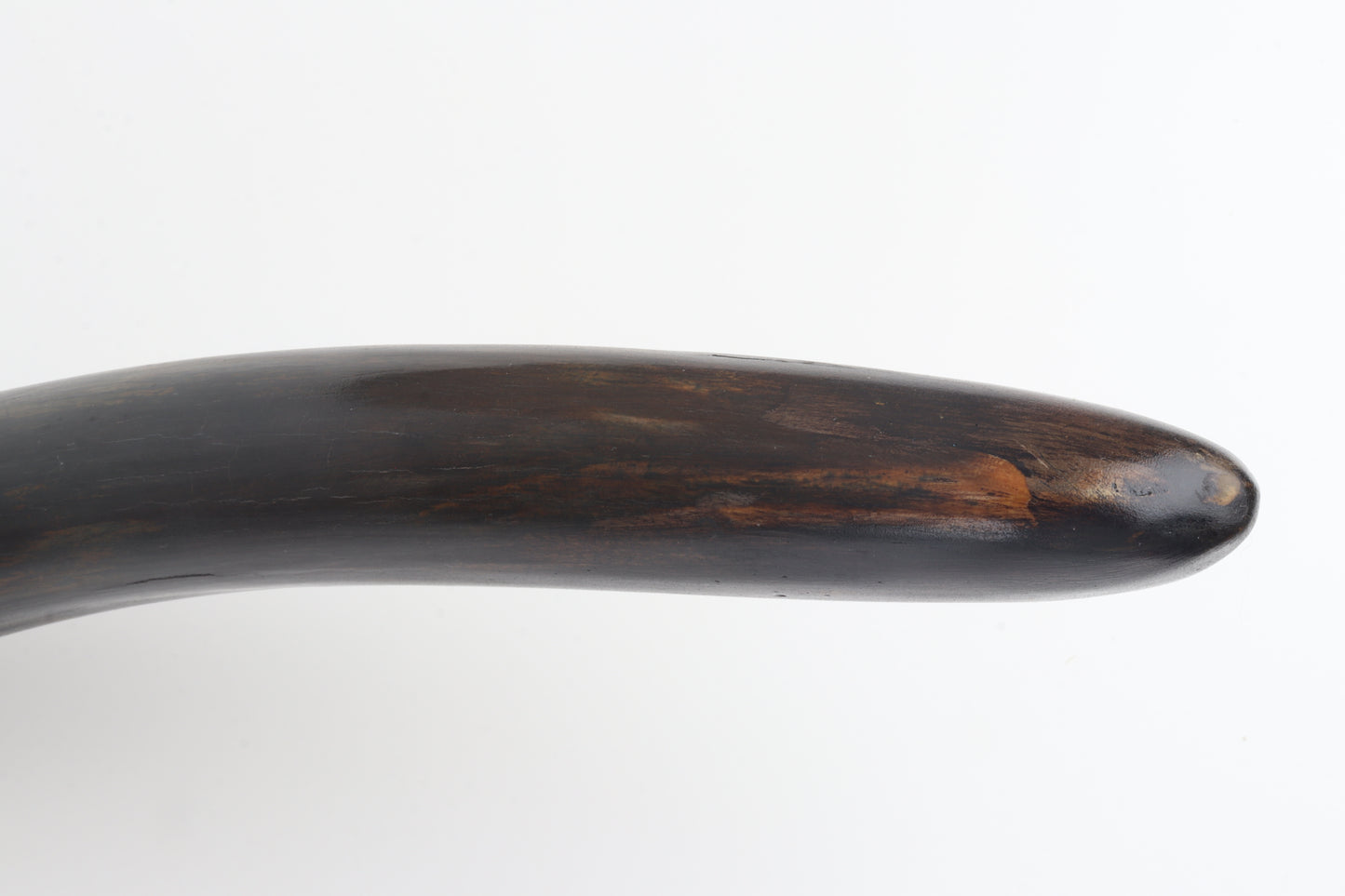 Restored woolly mammoth tusk