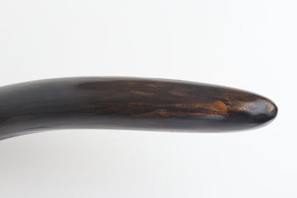 Restored woolly mammoth tusk