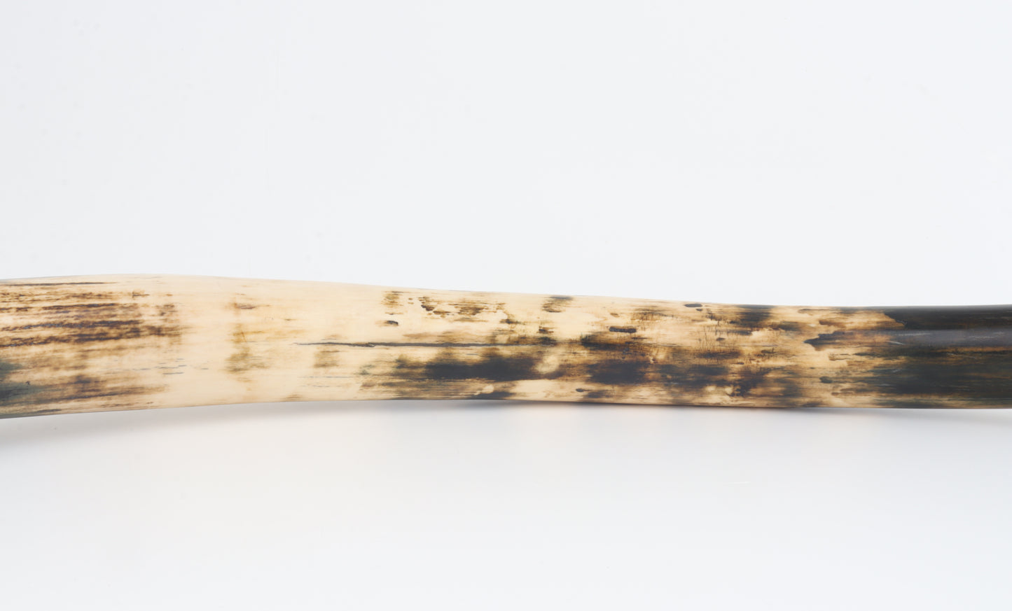 Restored woolly mammoth tusk