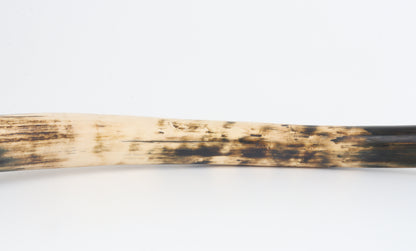 Restored woolly mammoth tusk