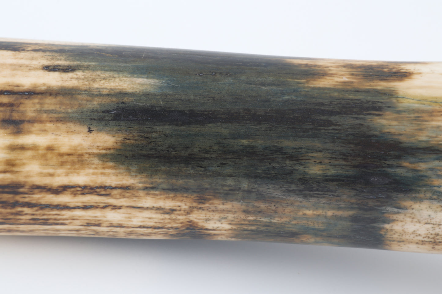 Restored woolly mammoth tusk