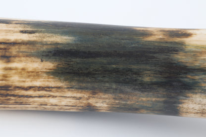 Restored woolly mammoth tusk
