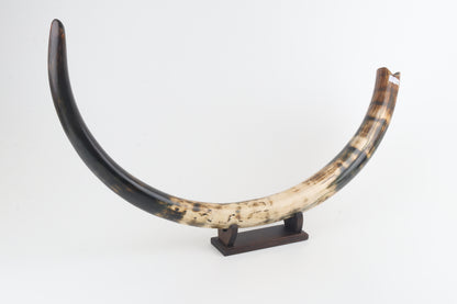 Restored woolly mammoth tusk