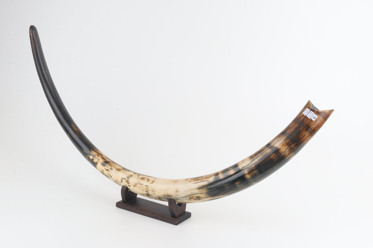 Restored woolly mammoth tusk