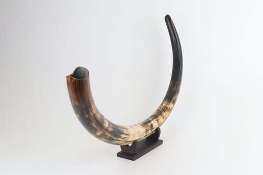 Restored woolly mammoth tusk