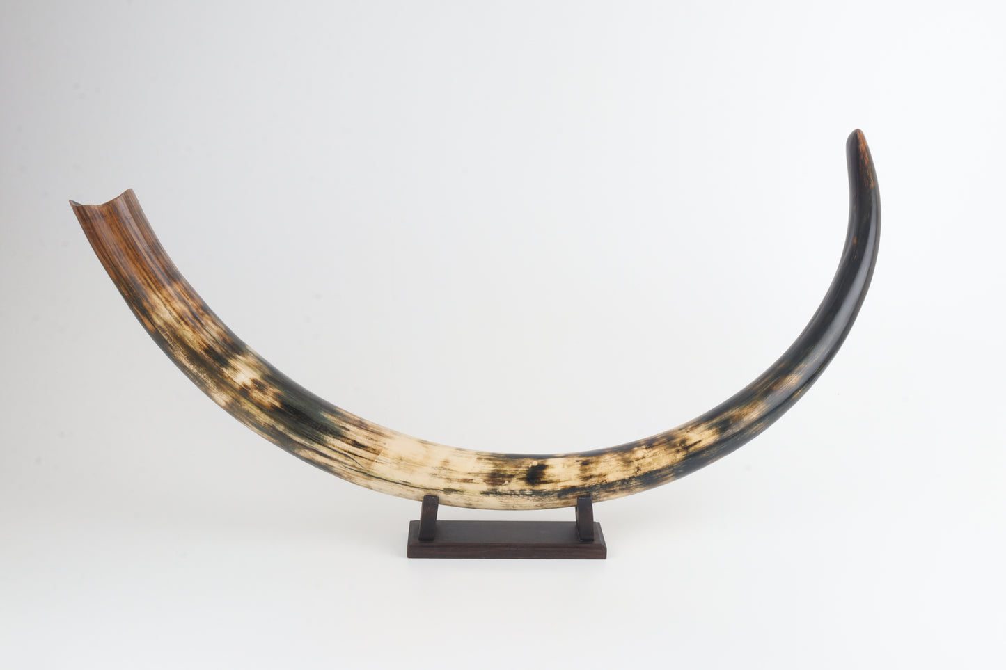Restored woolly mammoth tusk